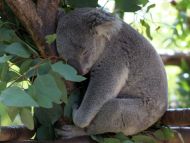 baby-koala-bear