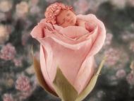 Little Cute Baby in Pink Rose