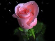 pink roses meaning