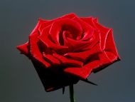 Red Rose Images