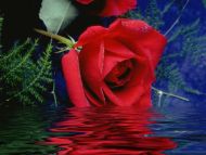 water with rose