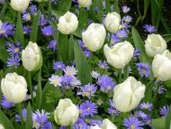 White Tulips with Purple Gerbera