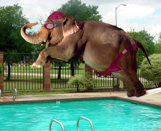 Elephant Jumps in Swimmingpool