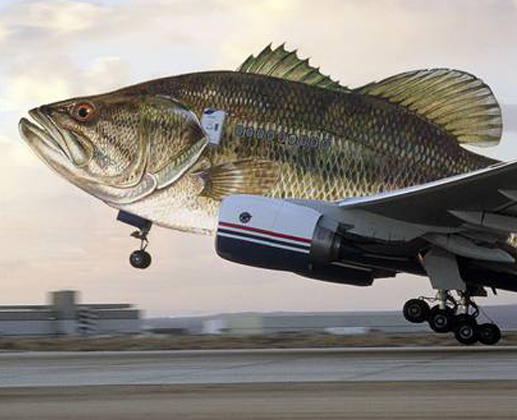 Fishplane Take off